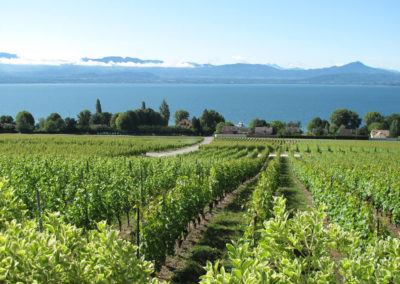 Vendanges du 15 au 30 septembre 2020